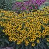 RUDBECKIA LITTLE GOLDSTAR BLACK EYED SUSAN