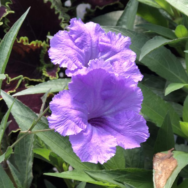 RUELLIA MACHU MORADO MEXICAN PETUNIA