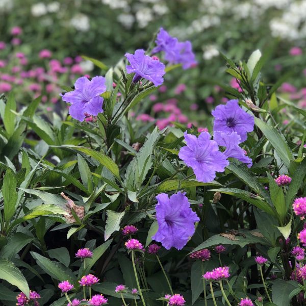 RUELLIA MACHU MORADO MEXICAN PETUNIA