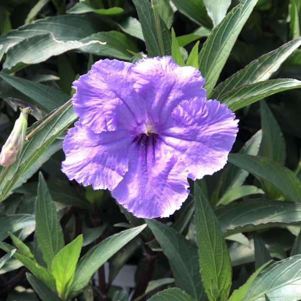 RUELLIA MACHU MORADO MEXICAN PETUNIA