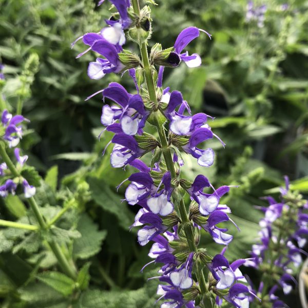 SALVIA COLOR SPIRES AZURE SNOW SALVIA