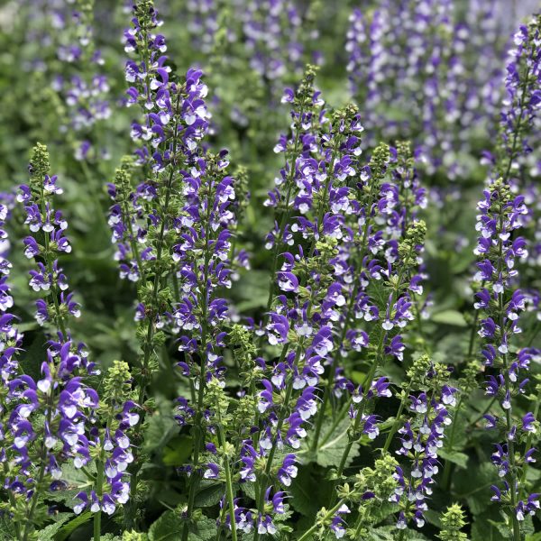 SALVIA COLOR SPIRES AZURE SNOW SALVIA