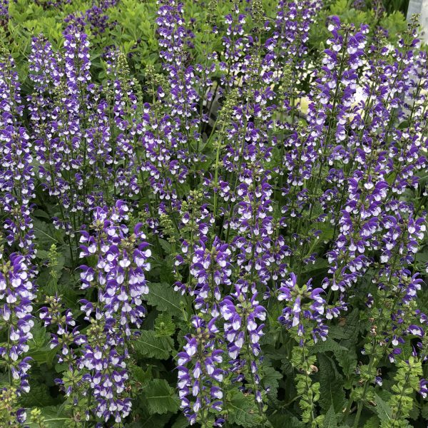 SALVIA COLOR SPIRES AZURE SNOW SALVIA