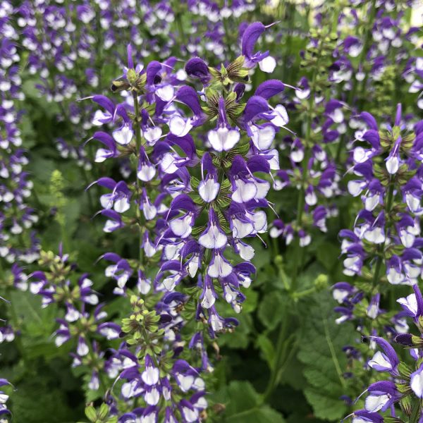 SALVIA COLOR SPIRES AZURE SNOW SALVIA