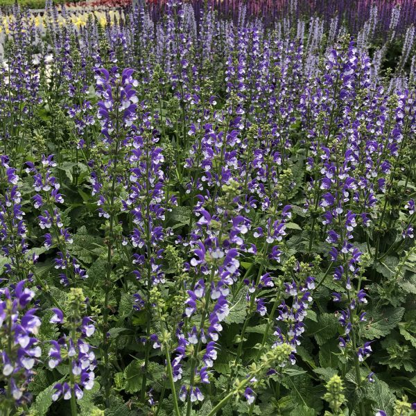 SALVIA COLOR SPIRES AZURE SNOW SALVIA