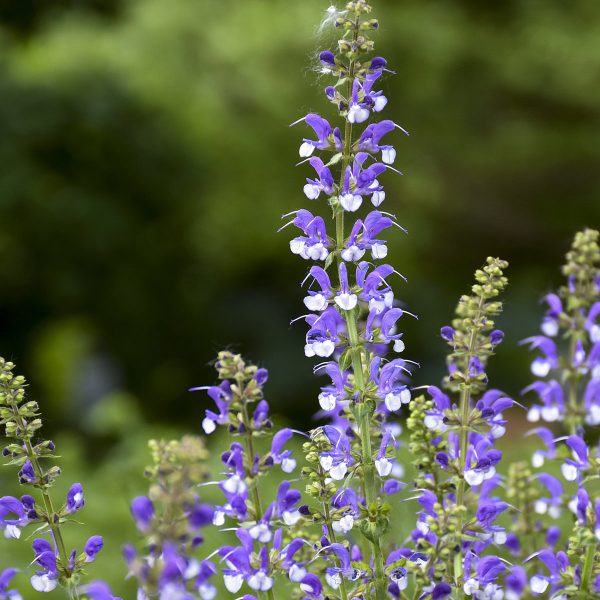 SALVIA COLOR SPIRES AZURE SNOW SALVIA