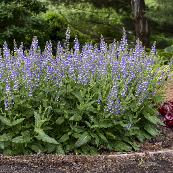 SALVIA COLOR SPIRES AZURE SNOW SALVIA