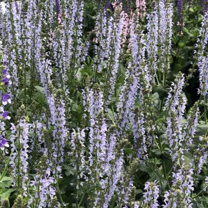 SALVIA COLOR SPIRES CRYSTAL BLUE SALVIA