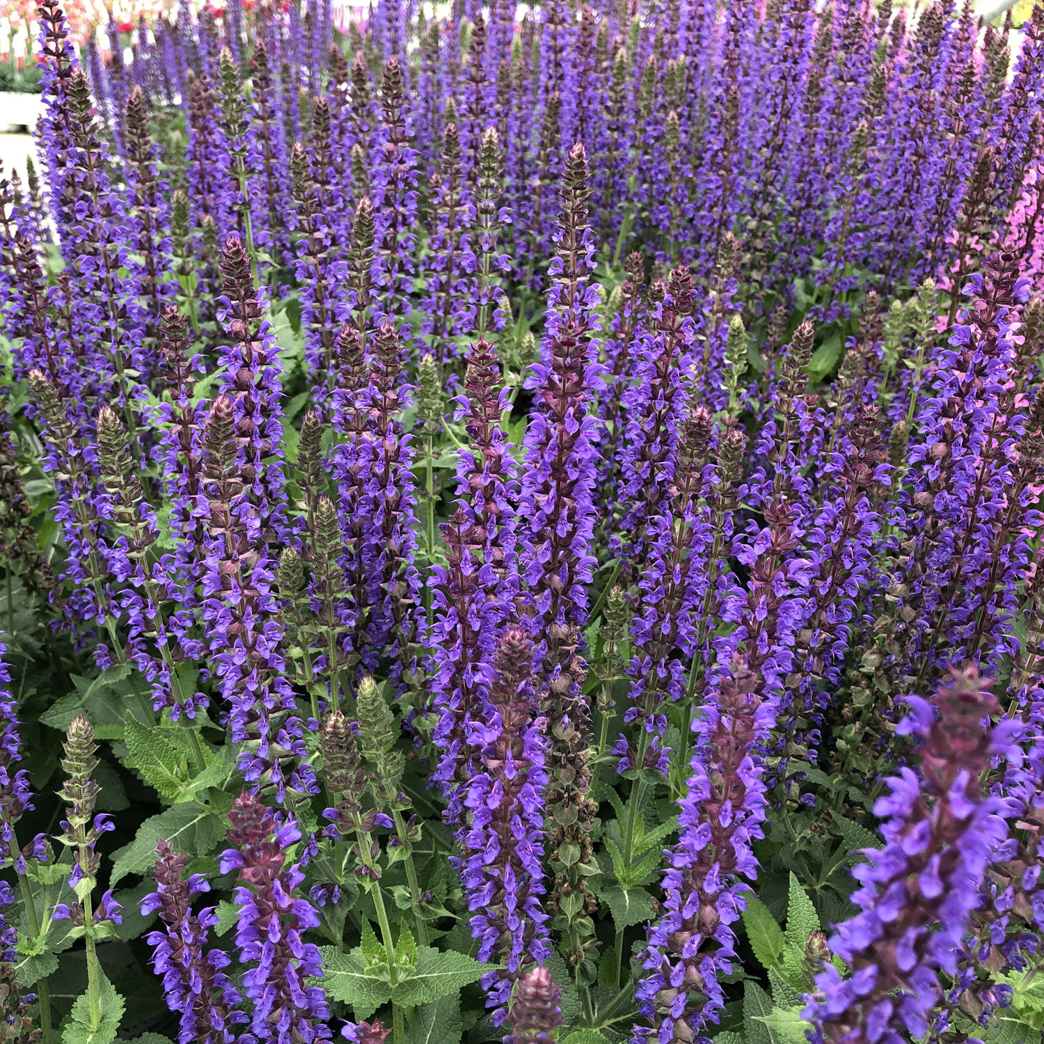 COLOR SPIRES Indiglo Girl Salvia Garden Crossings
