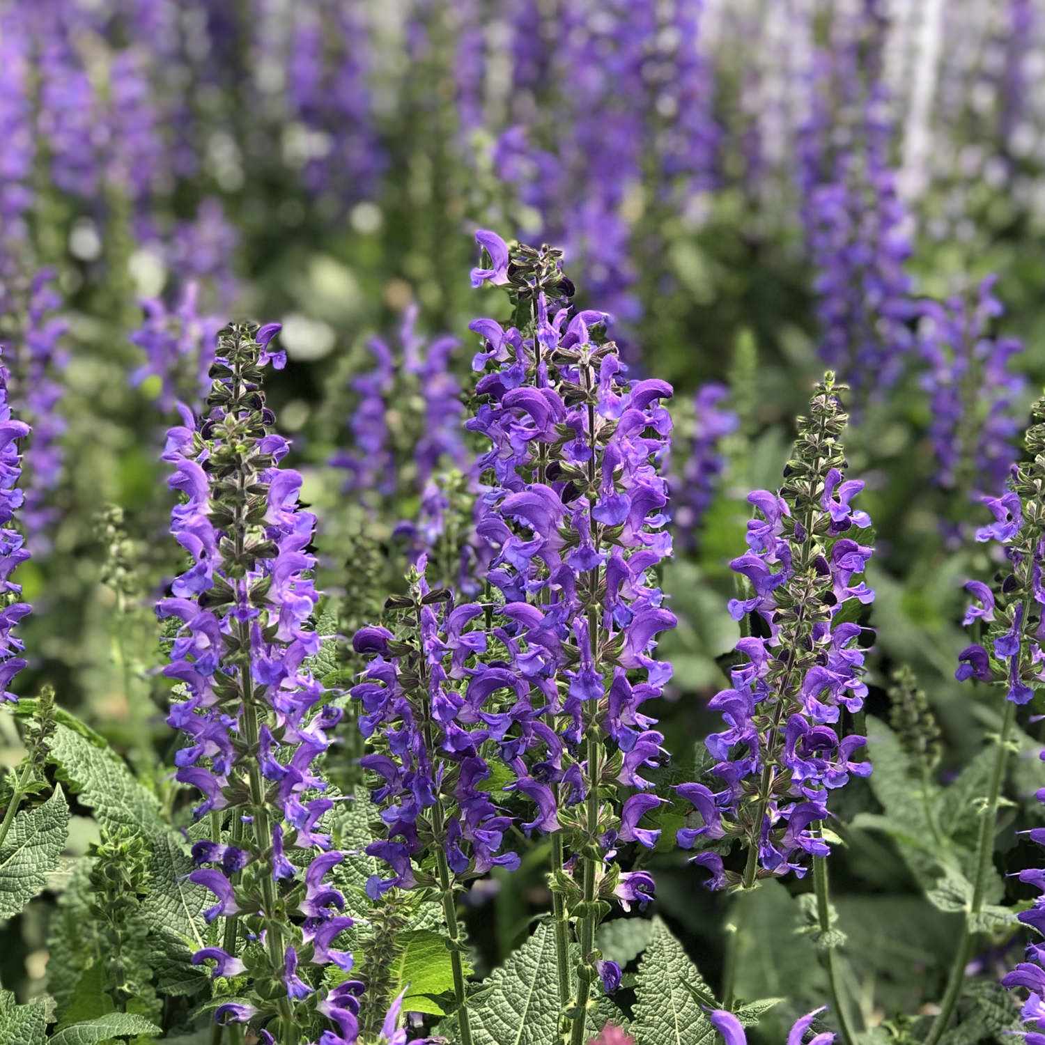 COLOR SPIRES Indiglo Girl Salvia Garden Crossings