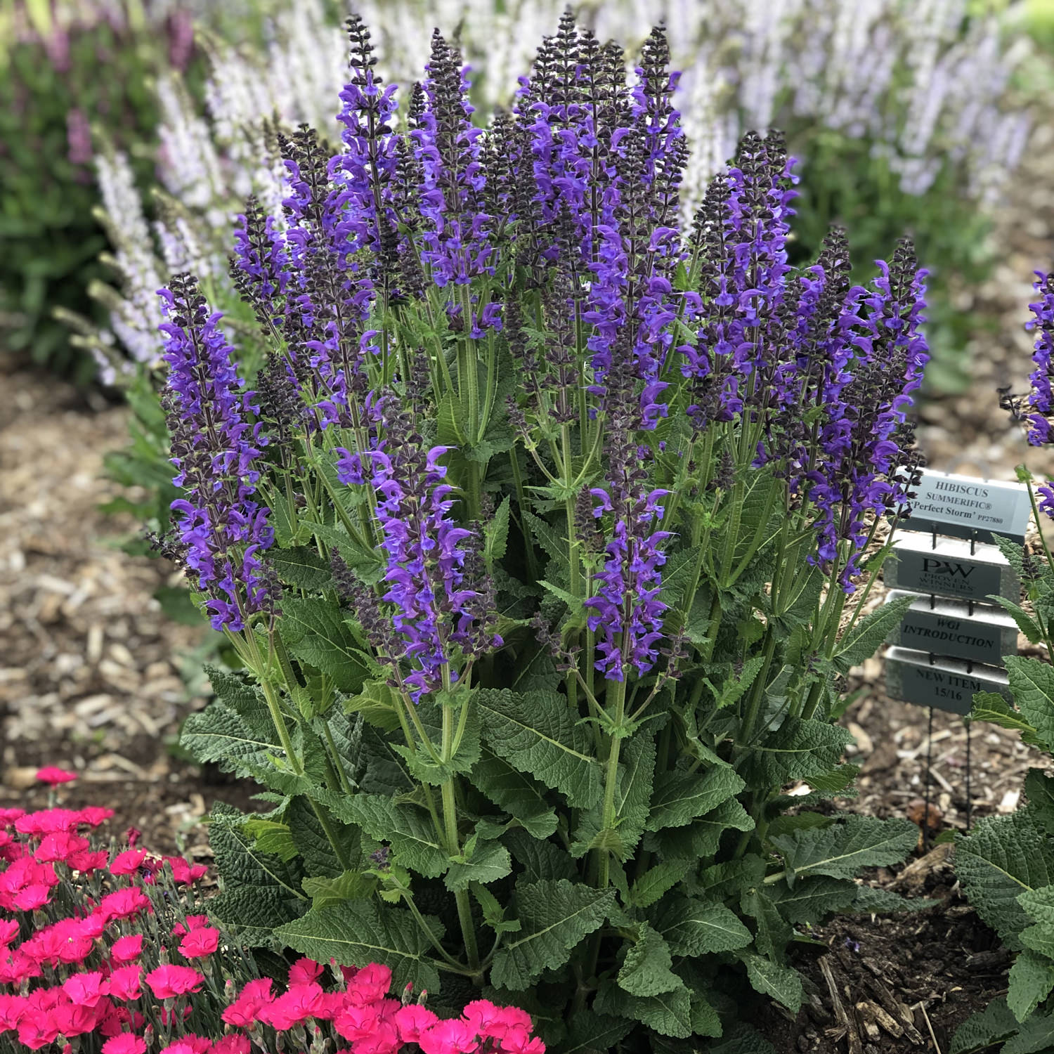 COLOR SPIRES Indiglo Girl Salvia Garden Crossings