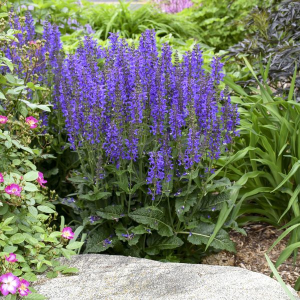 SALVIA COLOR SPIRES INDIGLO GIRL SALVIA