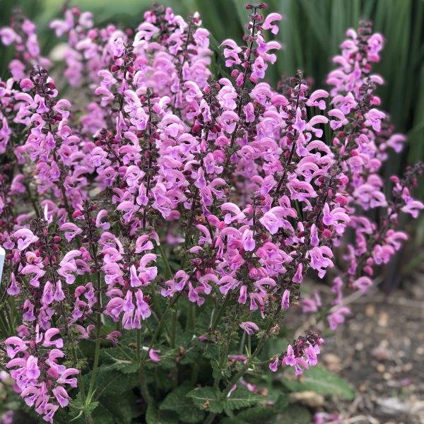 SALVIA COLOR SPIRES PINK DAWN SALVIA