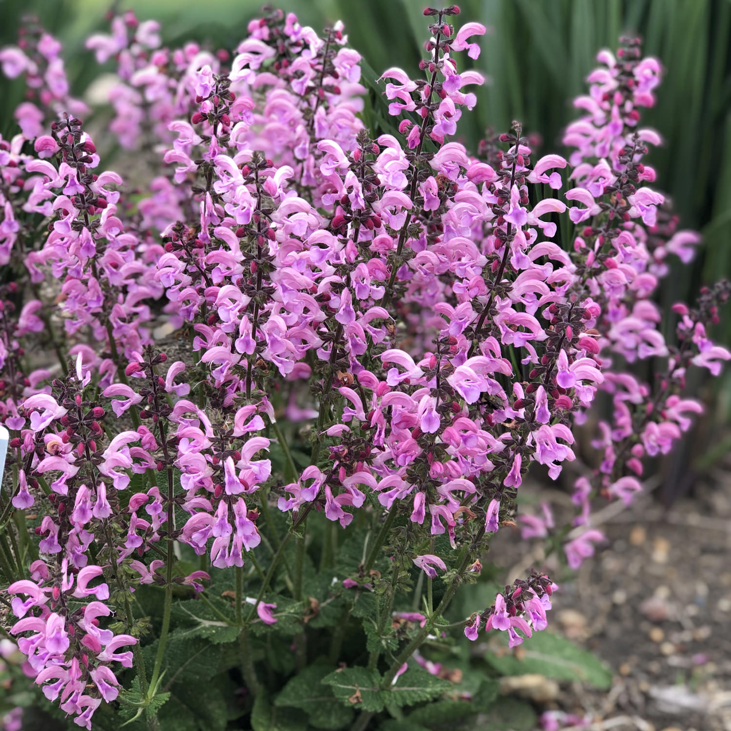 Salvia Color Spires Pink Dawn Buy Sage Perennials Online