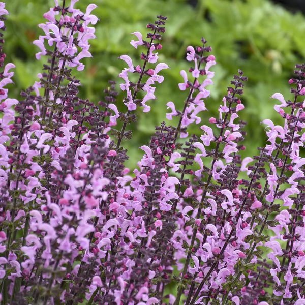 SALVIA COLOR SPIRES PINK DAWN SALVIA