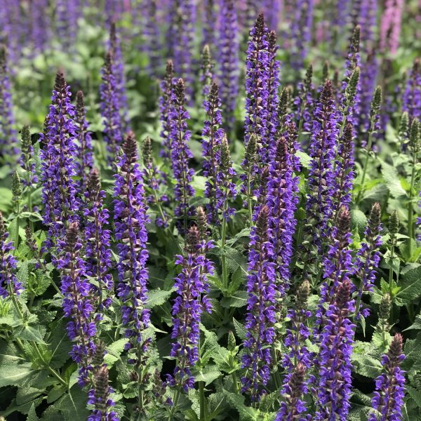 SALVIA COLOR SPIRES VIOLET RIOT SALVIA