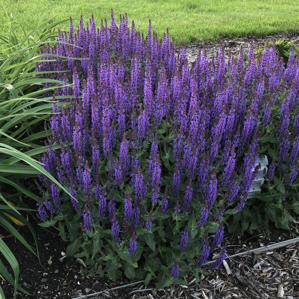 SALVIA COLOR SPIRES VIOLET RIOT SALVIA