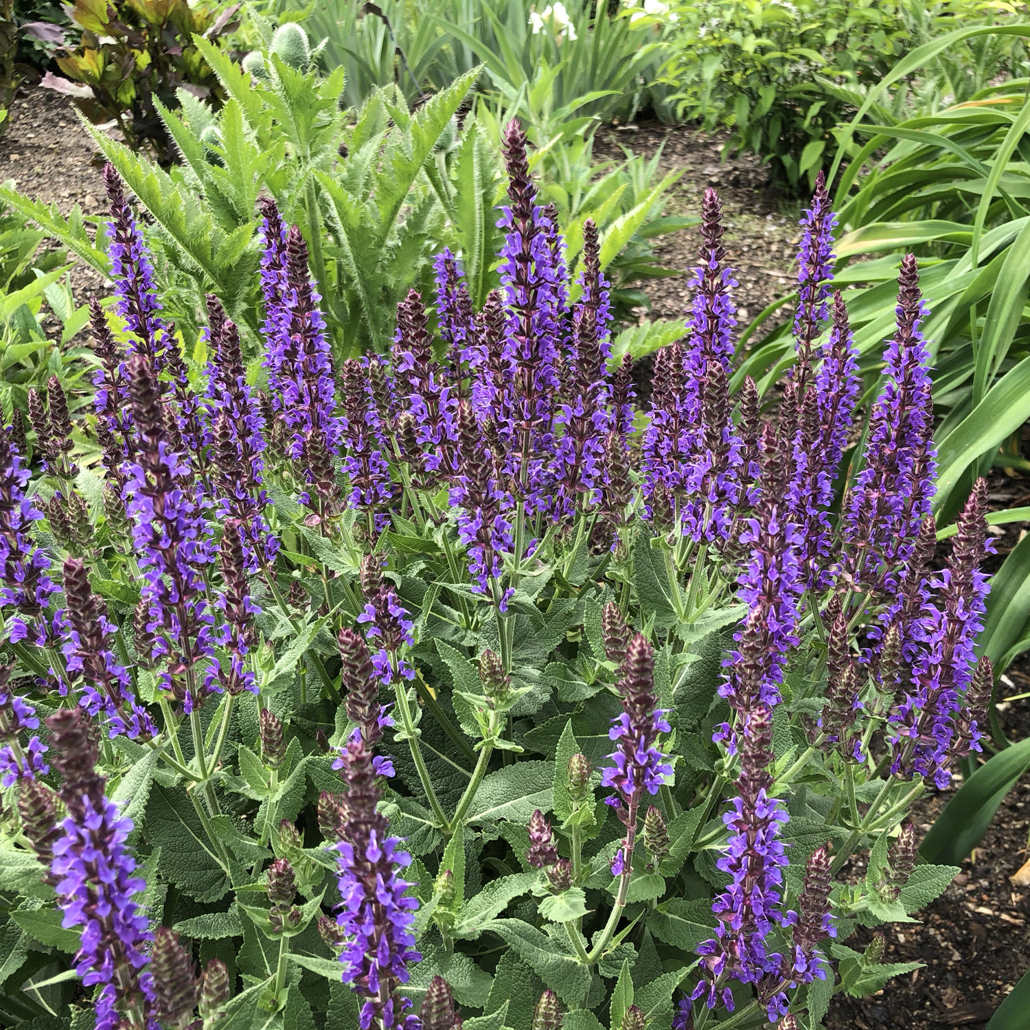 SALVIA COLOR SPIRES VIOLET RIOT SALVIA