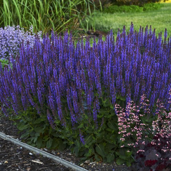 SALVIA COLOR SPIRES VIOLET RIOT SALVIA