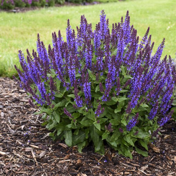 SALVIA COLOR SPIRES VIOLET RIOT SALVIA