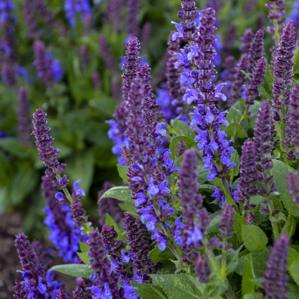 SALVIA COLOR SPIRES VIOLET RIOT SALVIA