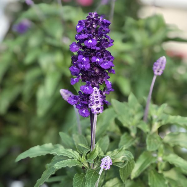 SALVIA EVOLUTION SAGE