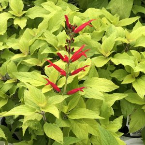 SALVIA GOLDEN DELICIOUS SAGE