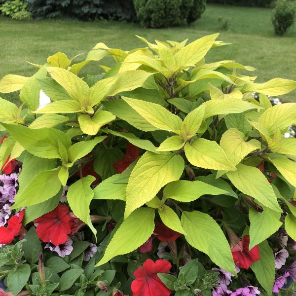 SALVIA GOLDEN DELICIOUS SAGE