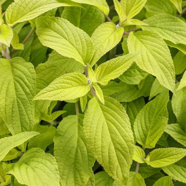 SALVIA GOLDEN DELICIOUS SAGE