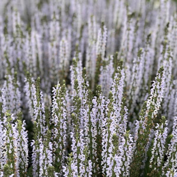 SALVIA PERFECT PROFUSION SALVIA