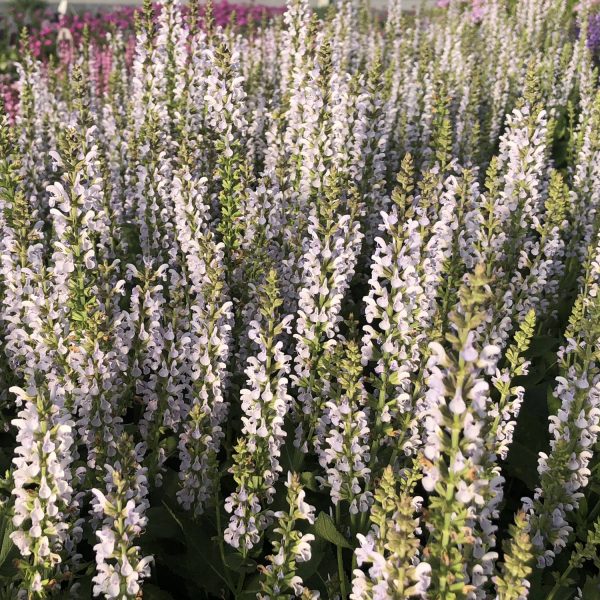 SALVIA PERFECT PROFUSION SALVIA