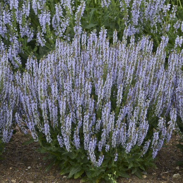 SALVIA PERFECT PROFUSION SALVIA