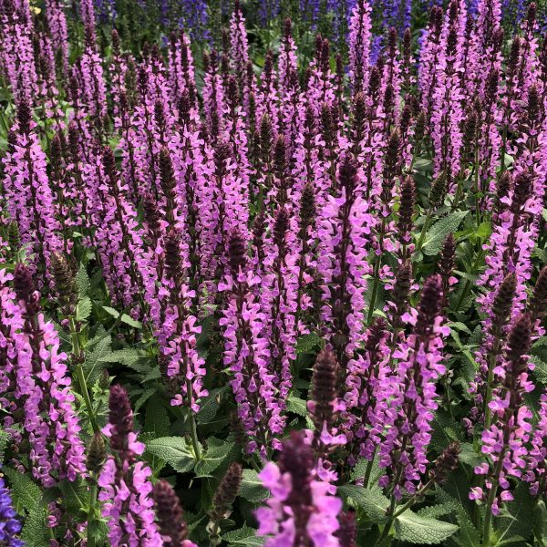 SALVIA PINK PROFUSION SALVIA