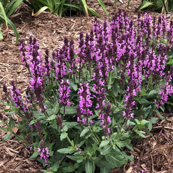 SALVIA PINK PROFUSION SALVIA