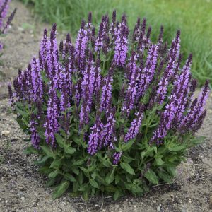 Salvia - Perennial Salvia