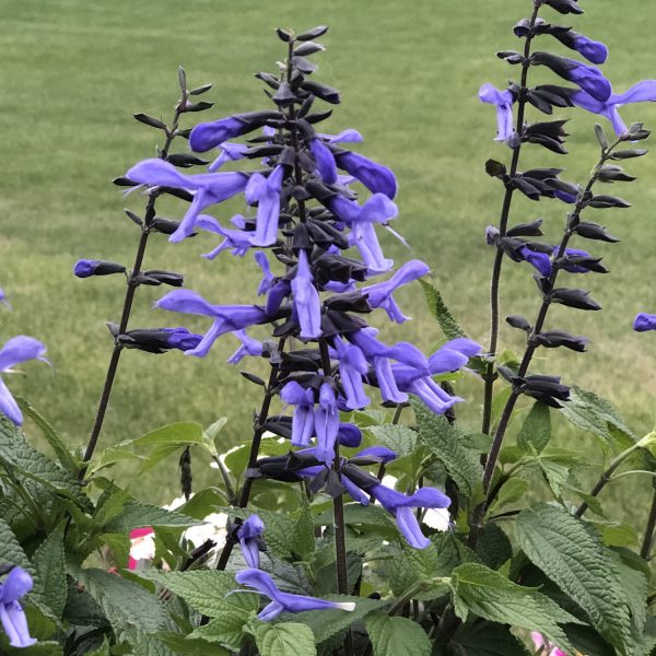 SALVIA ROCKIN BLUE SUEDE SHOES SALVIA