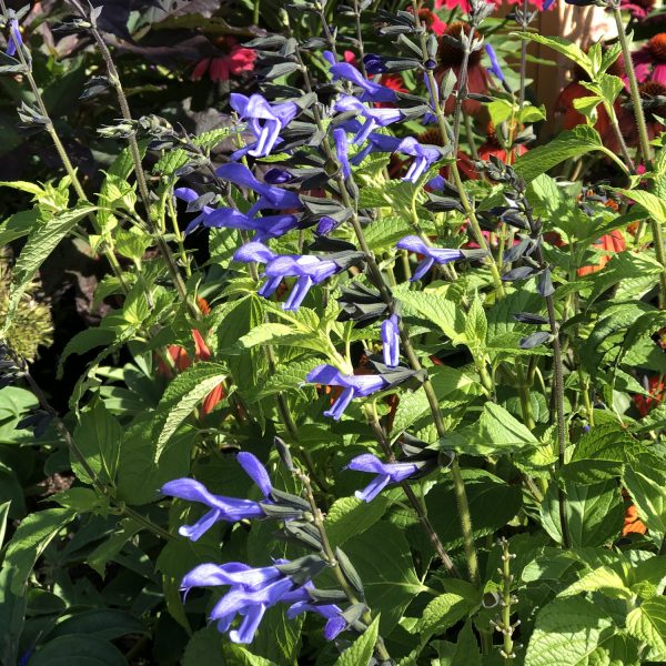 SALVIA ROCKIN BLUE SUEDE SHOES SALVIA