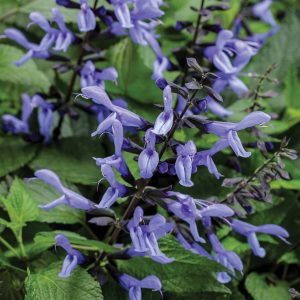 Salvia