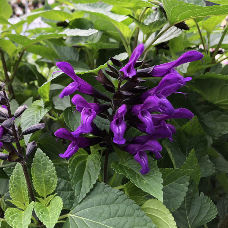 ROCKIN&rsquo;® Deep Purple Salvias - Garden Crossings