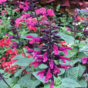 SALVIA ROCKIN FUCHSIA SALVIA