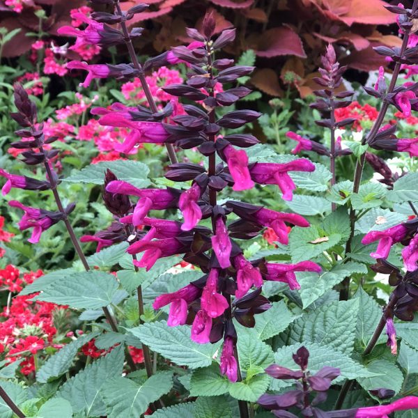 SALVIA ROCKIN FUCHSIA SALVIA