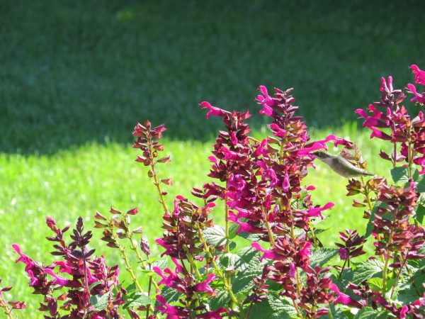 SALVIA ROCKIN FUCHSIA SALVIA