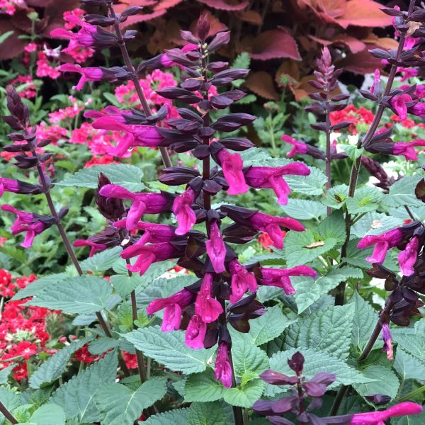 SALVIA ROCKIN FUCHSIA SALVIA