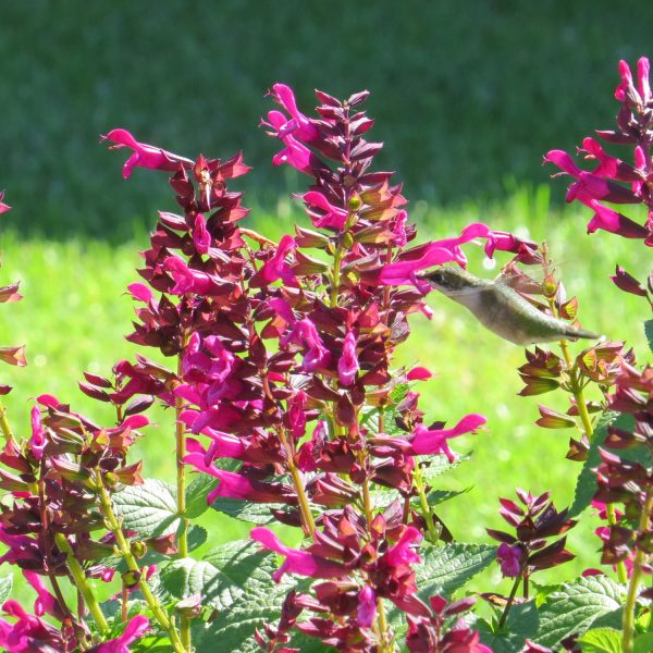 SALVIA ROCKIN FUCHSIA SALVIA