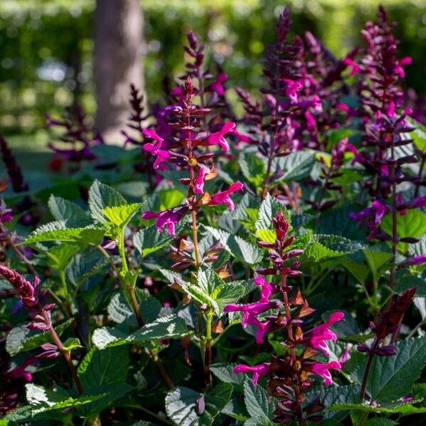 SALVIA ROCKIN FUCHSIA SALVIA