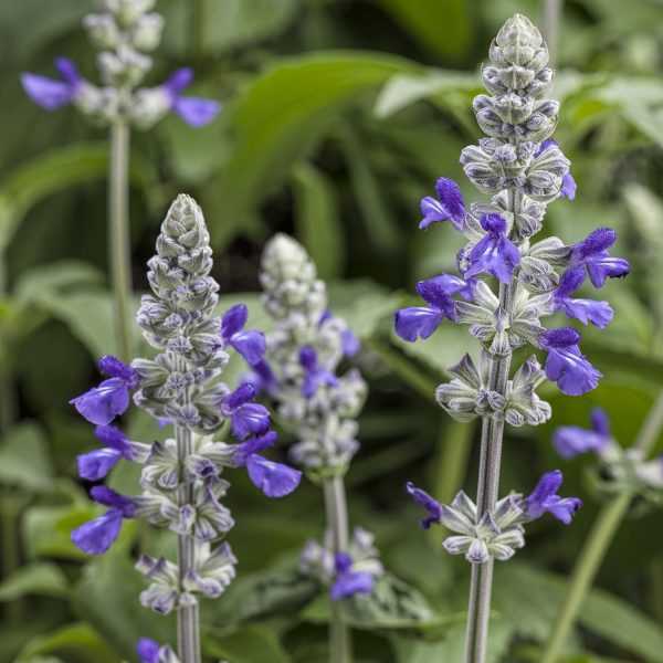 SALVIA ROCKIN PLAYIN THE BLUES SALVIA