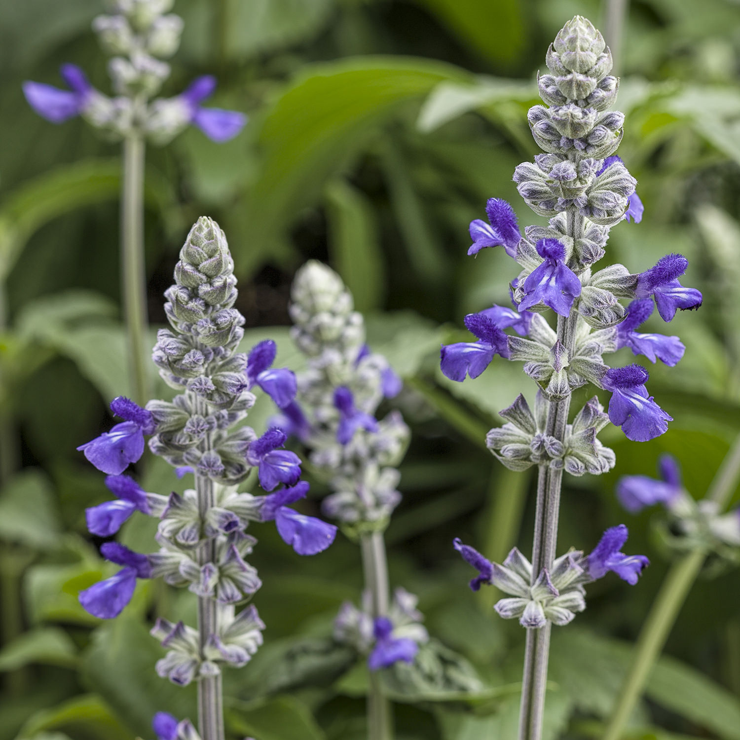 Salvia rockin playin the blues salvia. 