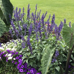 SALVIA UNPLUGGED SO BLUE MEALYCUP SAGE