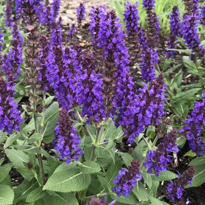 SALVIA VIOLET PROFUSION SALVIA