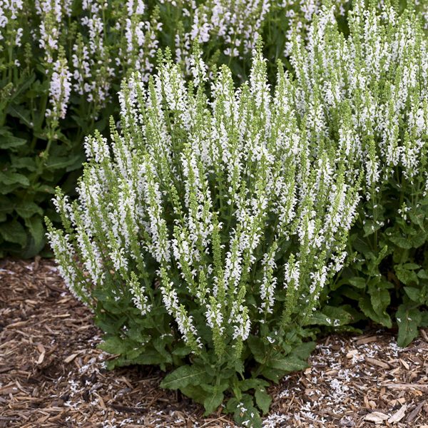 SALVIA WHITE PROFUSION SALVIA